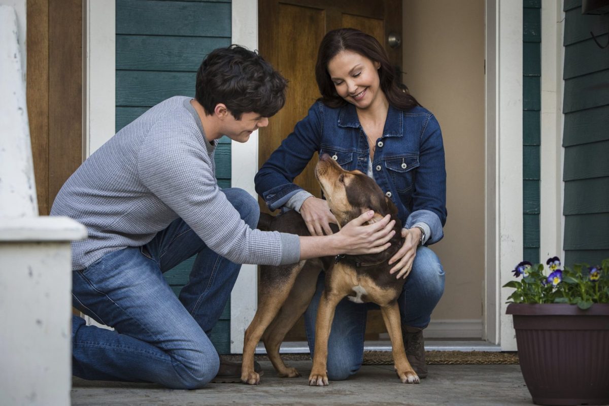 Jonah Hauer-King as Lucas, Bryce Dallas Howard as Bella and Ashley Judd as Terri in A Dog's Way Home - Courtesy of Sony Pictures.